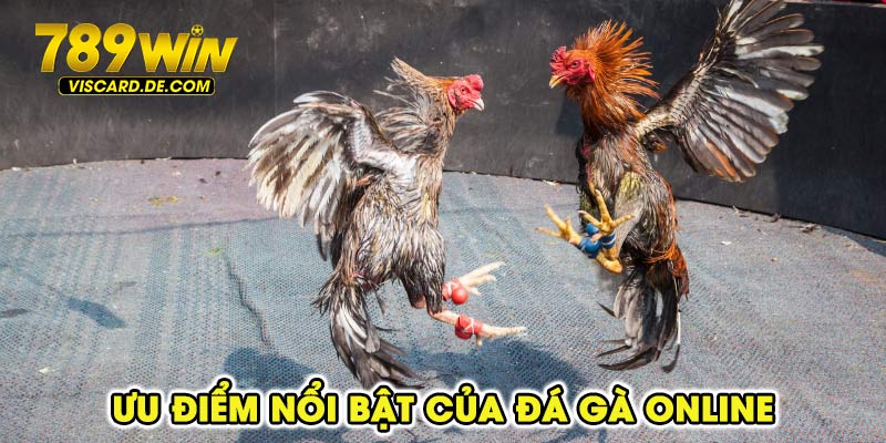 Ưu điểm nổi bật của đá gà online